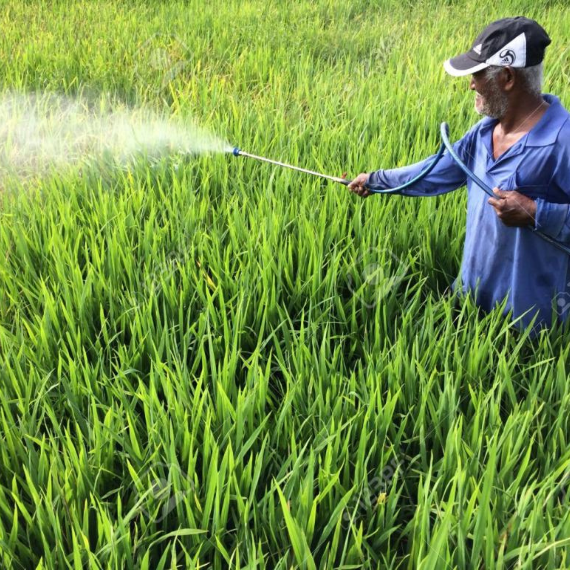Pesticides and Environmental Safety